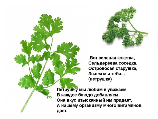 Мультимедийное пособие доя детей старшего дошкольного возраста. Тема: "Сад и огород"