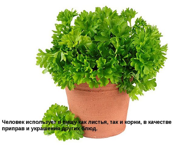 Мультимедийное пособие доя детей старшего дошкольного возраста. Тема: "Сад и огород"