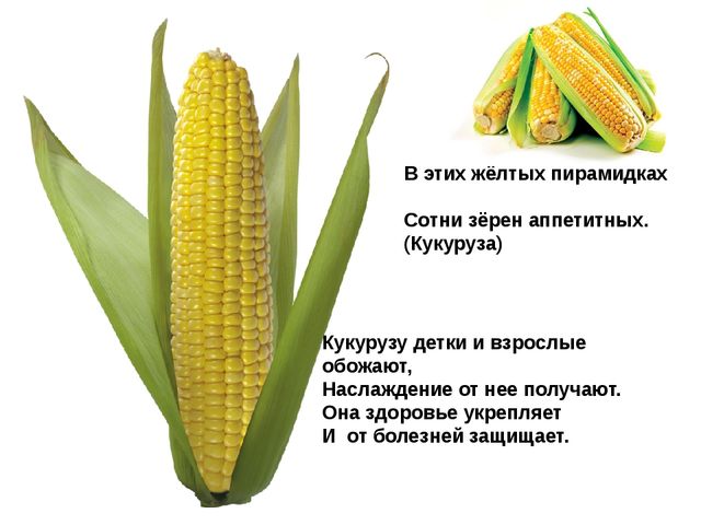 Мультимедийное пособие доя детей старшего дошкольного возраста. Тема: "Сад и огород"
