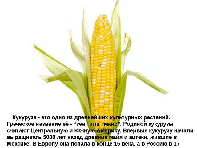 Мультимедийное пособие доя детей старшего дошкольного возраста. Тема: "Сад и огород"