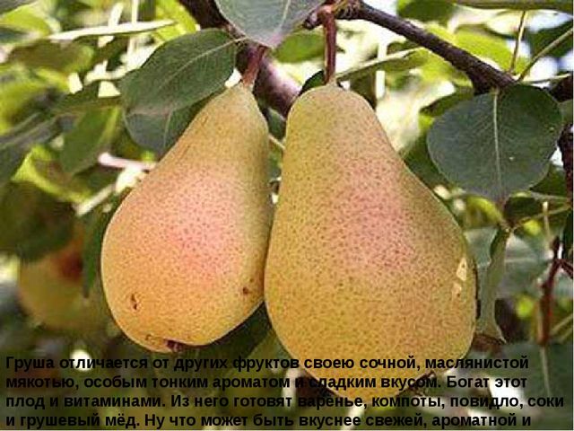 Мультимедийное пособие доя детей старшего дошкольного возраста. Тема: "Сад и огород"
