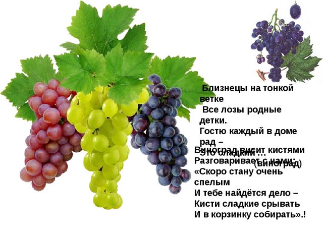 Мультимедийное пособие доя детей старшего дошкольного возраста. Тема: "Сад и огород"