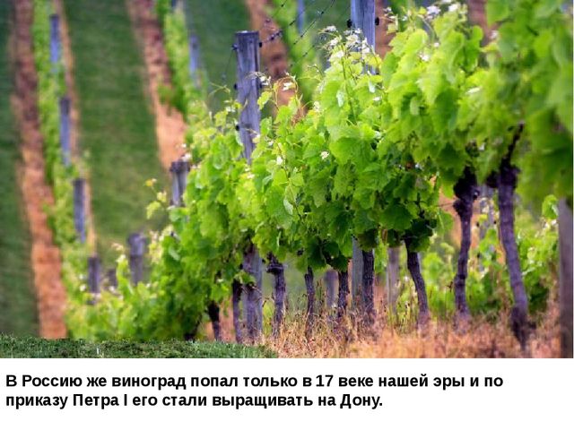 Мультимедийное пособие доя детей старшего дошкольного возраста. Тема: "Сад и огород"