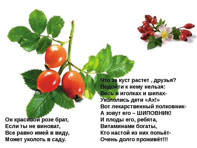 Мультимедийное пособие доя детей старшего дошкольного возраста. Тема: "Сад и огород"