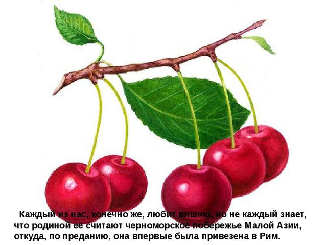 Мультимедийное пособие доя детей старшего дошкольного возраста. Тема: "Сад и огород"