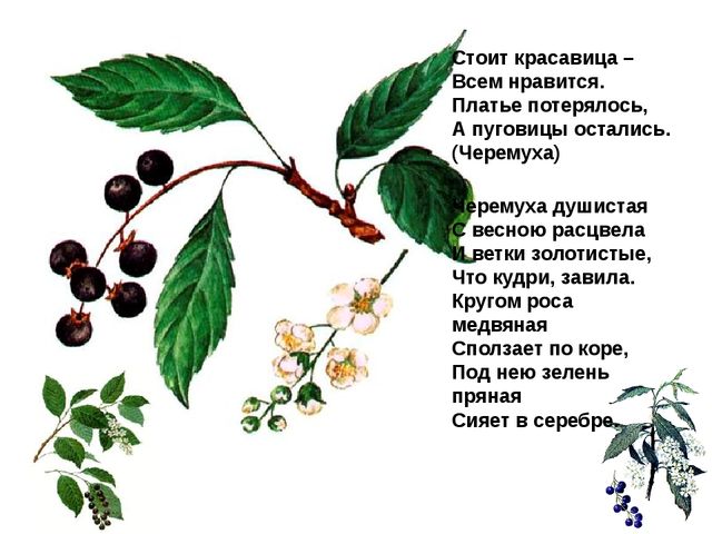Мультимедийное пособие доя детей старшего дошкольного возраста. Тема: "Сад и огород"