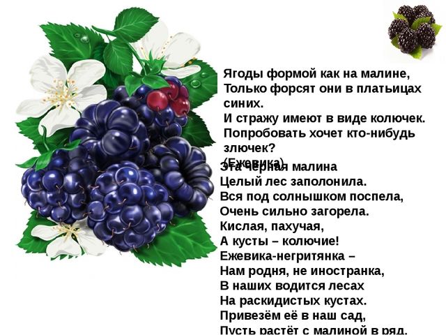 Мультимедийное пособие доя детей старшего дошкольного возраста. Тема: "Сад и огород"