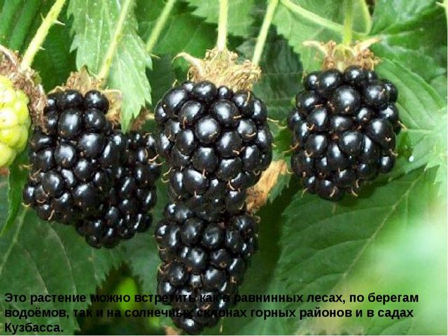 Мультимедийное пособие доя детей старшего дошкольного возраста. Тема: "Сад и огород"