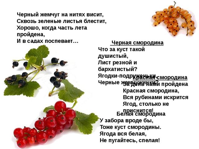 Мультимедийное пособие доя детей старшего дошкольного возраста. Тема: "Сад и огород"