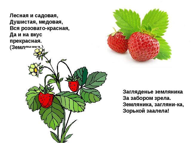 Мультимедийное пособие доя детей старшего дошкольного возраста. Тема: "Сад и огород"