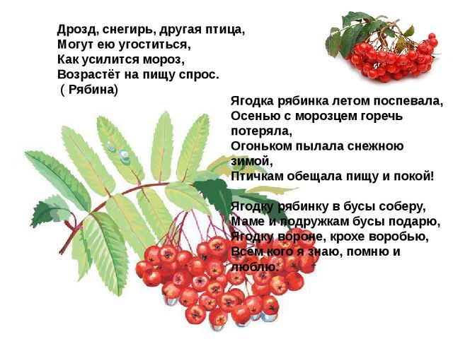 Мультимедийное пособие доя детей старшего дошкольного возраста. Тема: "Сад и огород"