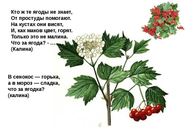 Мультимедийное пособие доя детей старшего дошкольного возраста. Тема: "Сад и огород"