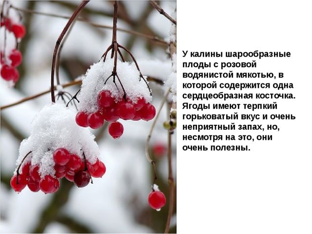 Мультимедийное пособие доя детей старшего дошкольного возраста. Тема: "Сад и огород"
