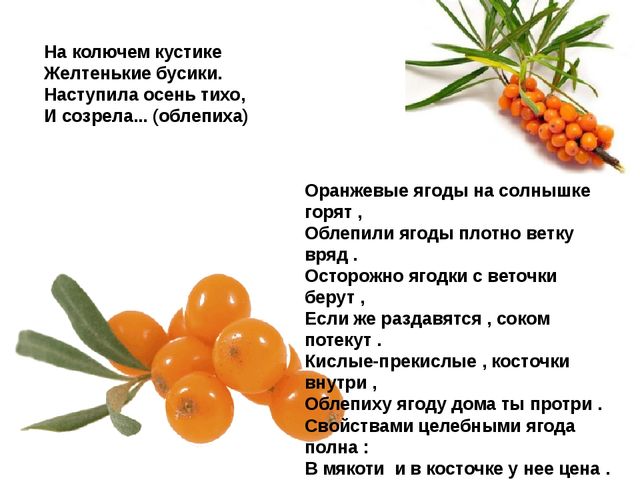 Мультимедийное пособие доя детей старшего дошкольного возраста. Тема: "Сад и огород"