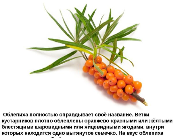 Мультимедийное пособие доя детей старшего дошкольного возраста. Тема: "Сад и огород"