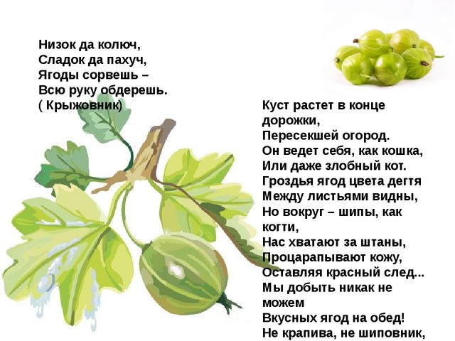 Мультимедийное пособие доя детей старшего дошкольного возраста. Тема: "Сад и огород"