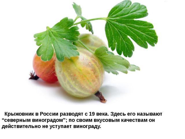 Мультимедийное пособие доя детей старшего дошкольного возраста. Тема: "Сад и огород"