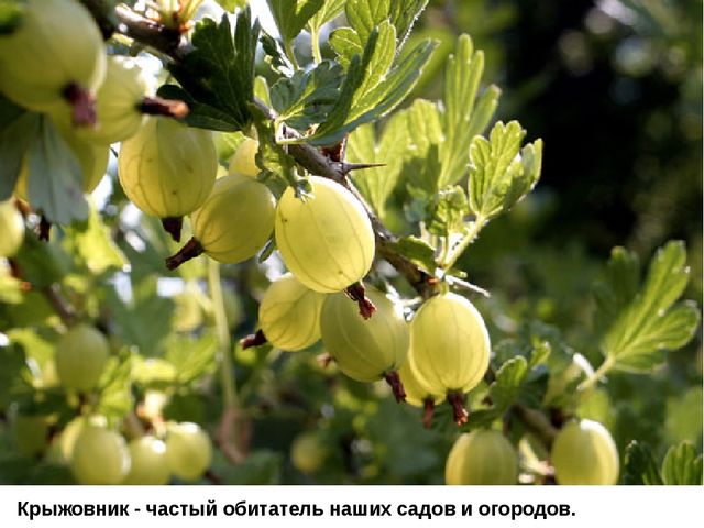 Мультимедийное пособие доя детей старшего дошкольного возраста. Тема: "Сад и огород"