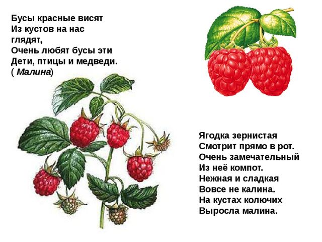 Мультимедийное пособие доя детей старшего дошкольного возраста. Тема: "Сад и огород"