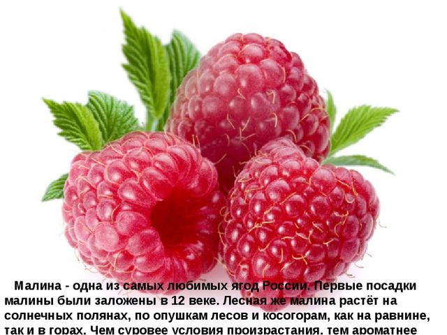 Мультимедийное пособие доя детей старшего дошкольного возраста. Тема: "Сад и огород"