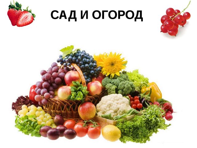 Мультимедийное пособие доя детей старшего дошкольного возраста. Тема: "Сад и огород"