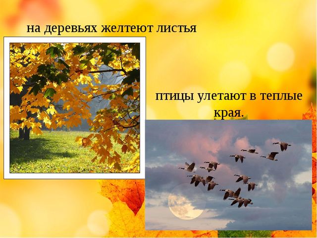 Презентация на тему "Здравствуй осень золотая" (средняя группа)
