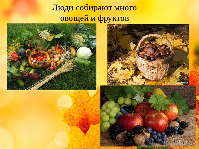 Презентация на тему "Здравствуй осень золотая" (средняя группа)