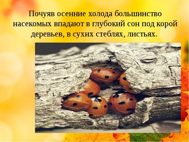 Презентация на тему "Здравствуй осень золотая" (средняя группа)