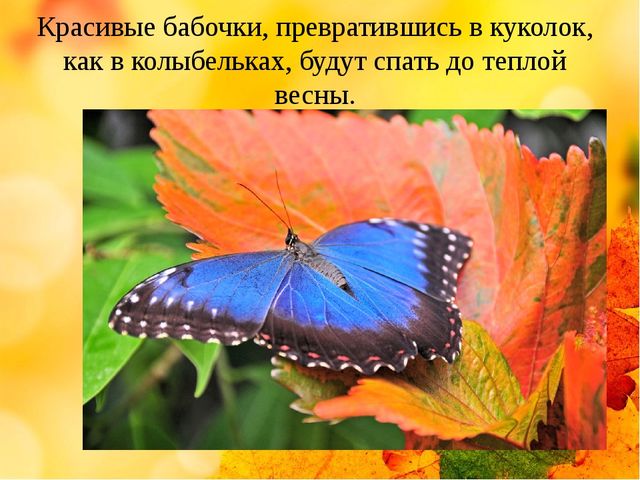 Презентация на тему "Здравствуй осень золотая" (средняя группа)