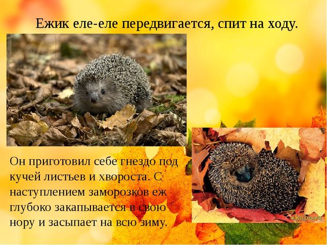 Презентация на тему "Здравствуй осень золотая" (средняя группа)
