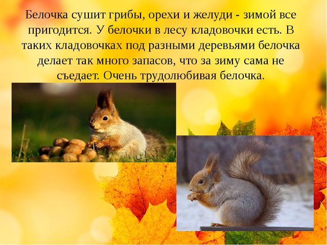 Презентация на тему "Здравствуй осень золотая" (средняя группа)