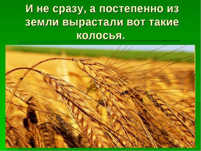Презентация для детей средней группы о том как раньше хлеб выращивали.
