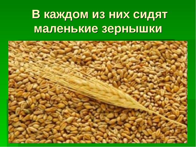 Презентация для детей средней группы о том как раньше хлеб выращивали.