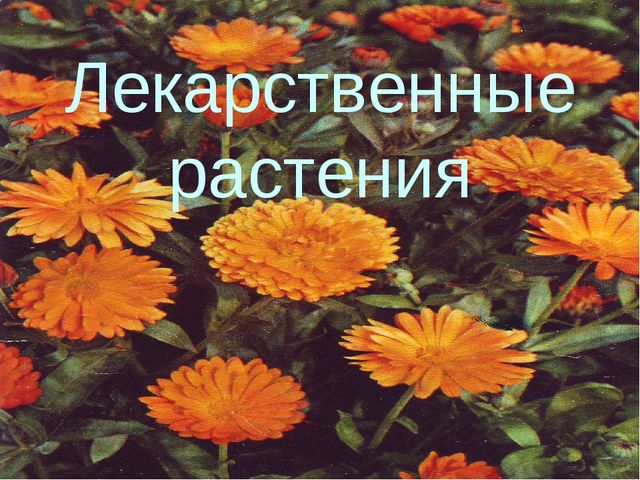 Презентация:"Лекарственные растения"для ст. и подг. гр.