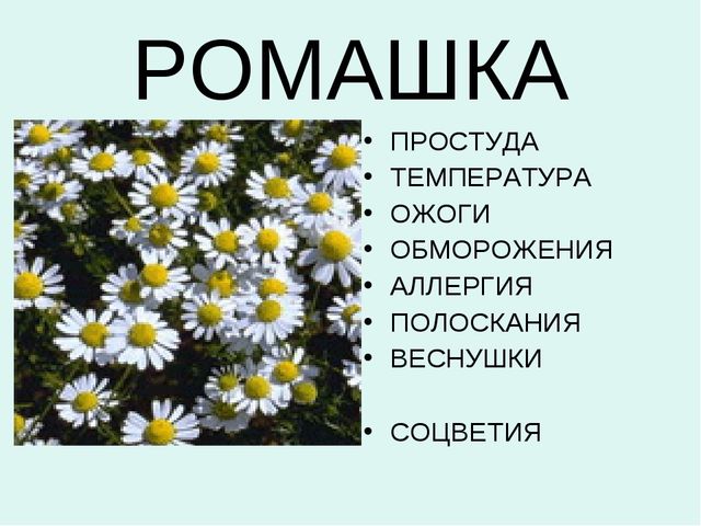 Презентация:"Лекарственные растения"для ст. и подг. гр.