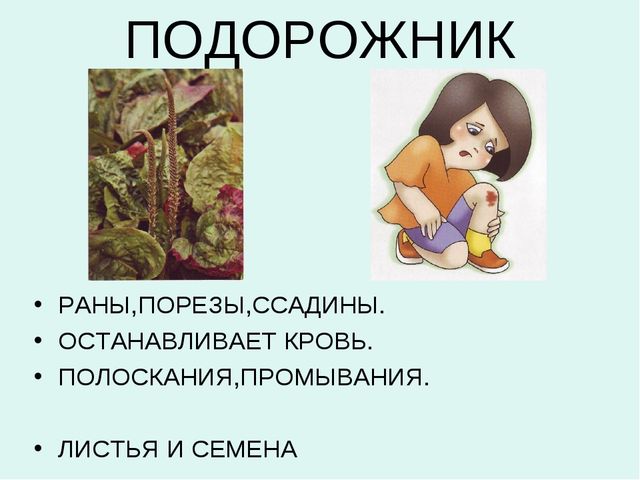 Презентация:"Лекарственные растения"для ст. и подг. гр.