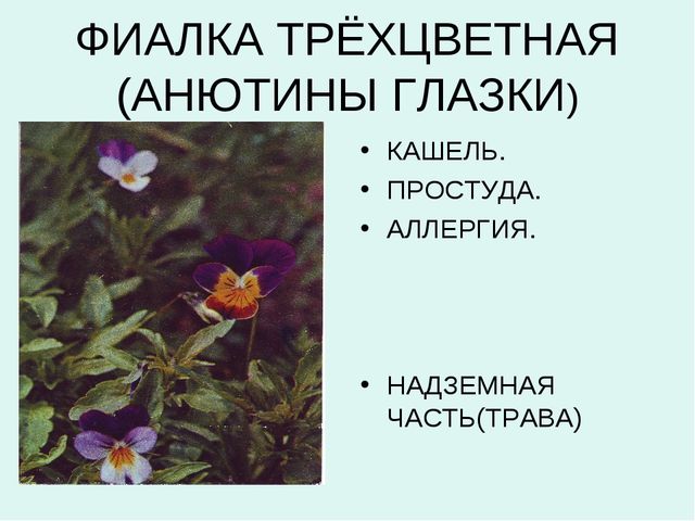 Презентация:"Лекарственные растения"для ст. и подг. гр.