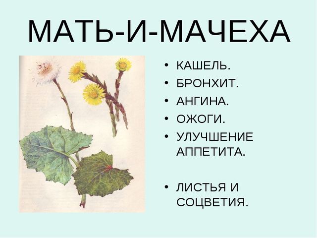 Презентация:"Лекарственные растения"для ст. и подг. гр.