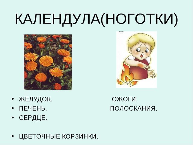 Презентация:"Лекарственные растения"для ст. и подг. гр.