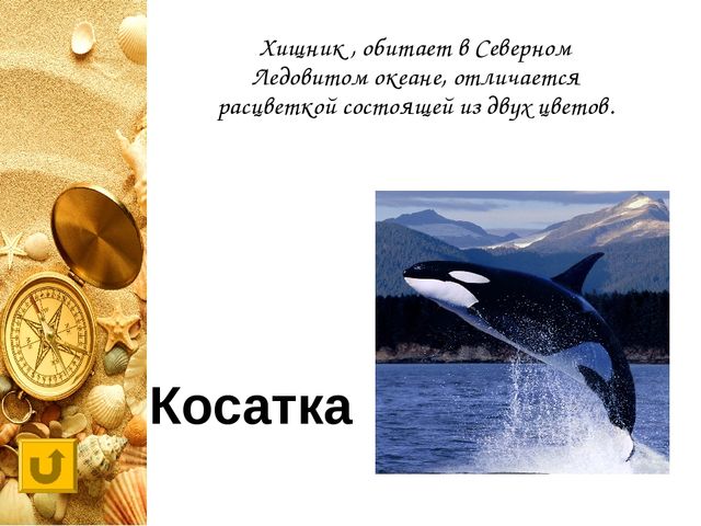 Интерактивная игра "Своя игра "Обитатели морей и океанов"