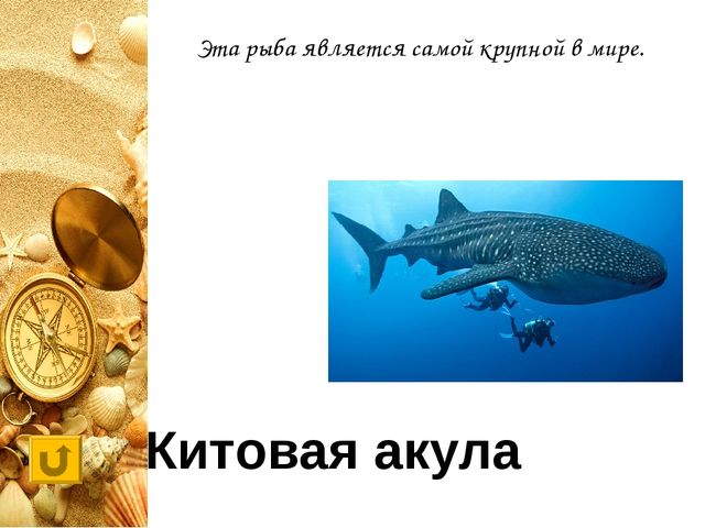Интерактивная игра "Своя игра "Обитатели морей и океанов"