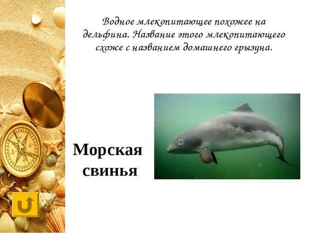 Интерактивная игра "Своя игра "Обитатели морей и океанов"