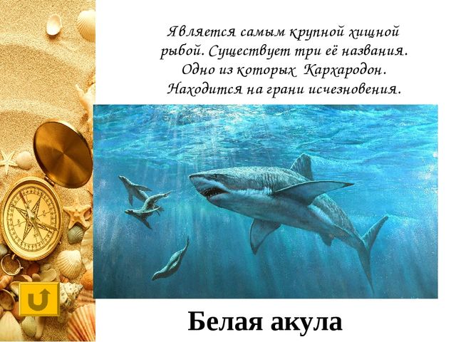 Интерактивная игра "Своя игра "Обитатели морей и океанов"