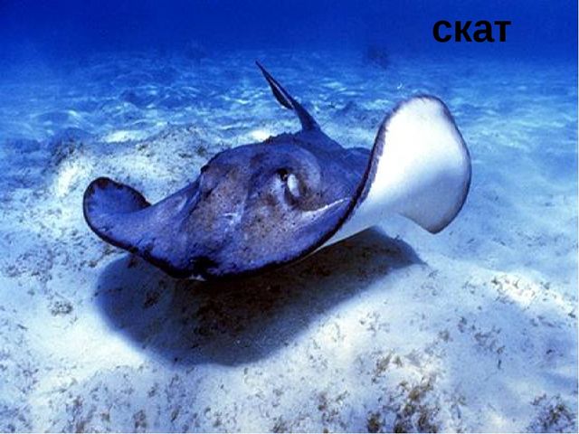 Занятие на тему "Морские животные'