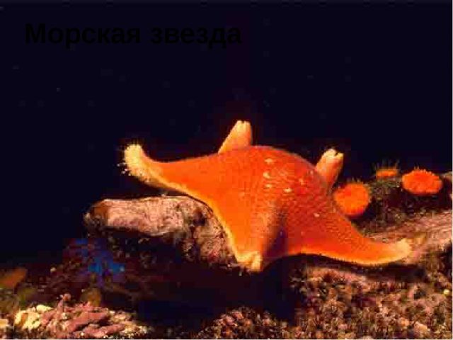 Занятие на тему "Морские животные'