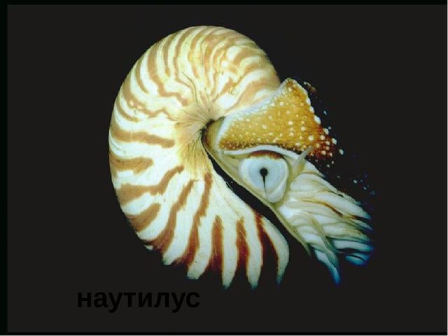 Занятие на тему "Морские животные'