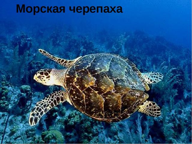 Занятие на тему "Морские животные'
