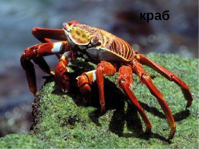 Занятие на тему "Морские животные'
