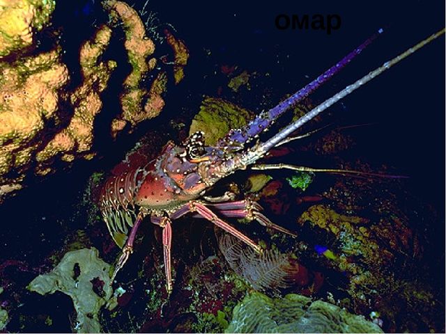 Занятие на тему "Морские животные'