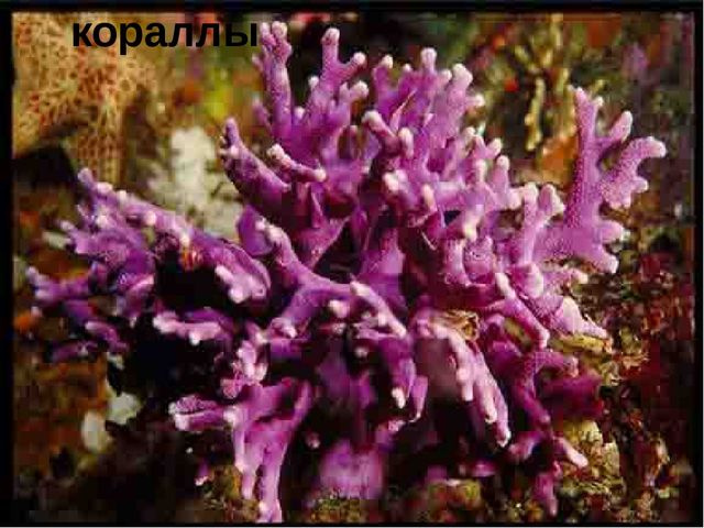 Занятие на тему "Морские животные'